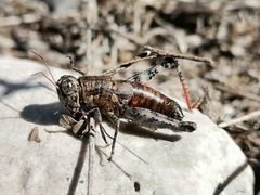 Agroecotettix modestus