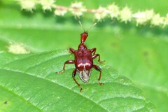 Paratrachelophorus