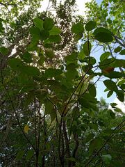 Alstonia balansae