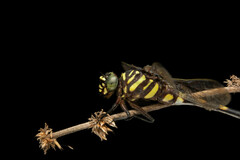 Ictinogomphus decoratus