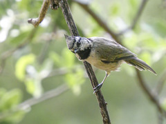Baeolophus wollweberi