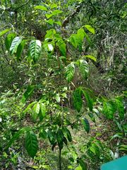 Diospyros fasciculosa