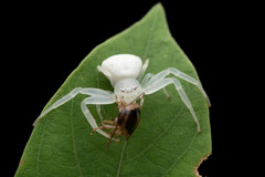 Thomisidae