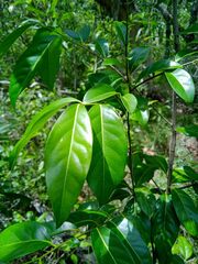 Diospyros fasciculosa