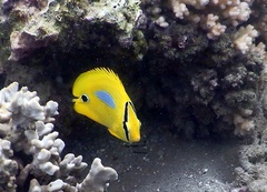 Chaetodon plebeius