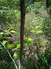 Diospyros fasciculosa