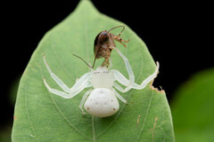 Thomisidae
