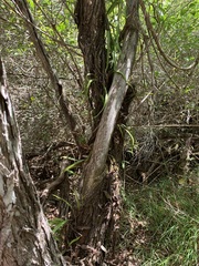 Pyrrosia confluens
