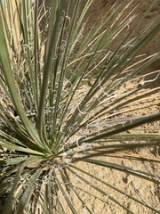 Yucca baileyi