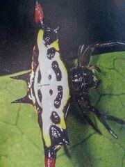 Gasteracantha westringi