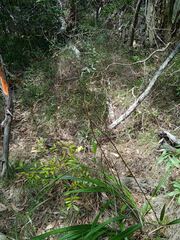 Dianella adenanthera
