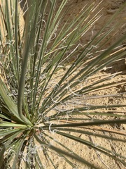 Yucca baileyi