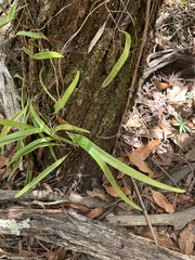 Pyrrosia confluens