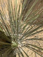Yucca baileyi