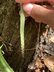 Pyrrosia confluens