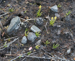 Phylloglossum drummondii