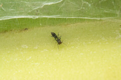 Myrmarachnini
