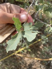 Quercus × undulata