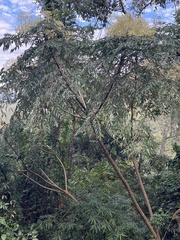 Aralia bipinnata