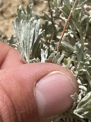 Artemisia bigelovii