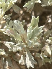Artemisia bigelovii