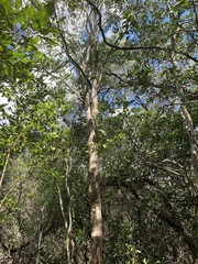 Denhamia fournieri