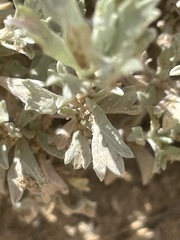 Artemisia bigelovii