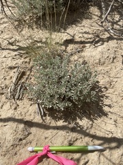 Artemisia bigelovii