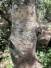 Denhamia fournieri