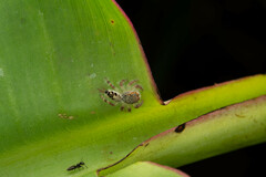 Hyllus diardi