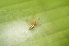 Telamonia festiva