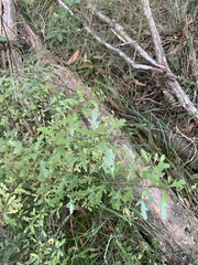 Denhamia fournieri
