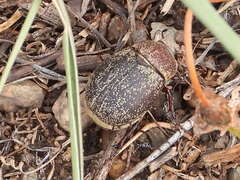 Phyllophaga lanceolata