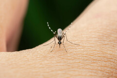 Stegomyia