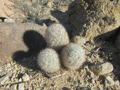 Escobaria alversonii