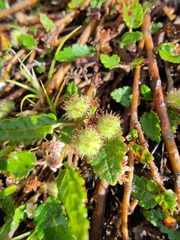 Commersonia prostrata