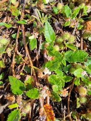 Commersonia prostrata