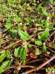 Commersonia prostrata