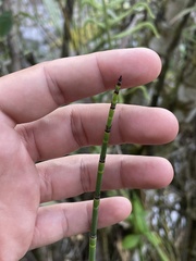 Equisetum bogotense