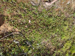 Commersonia prostrata