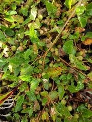 Commersonia prostrata