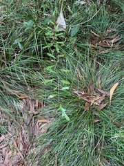 Denhamia fournieri