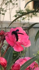 Scolia fasciatopunctata