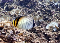 Chaetodon vagabundus