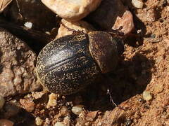 Phyllophaga lanceolata