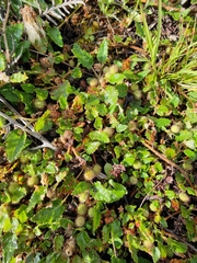 Commersonia prostrata