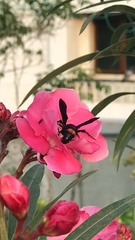 Scolia fasciatopunctata