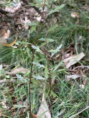 Denhamia fournieri