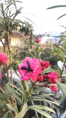 Scolia fasciatopunctata