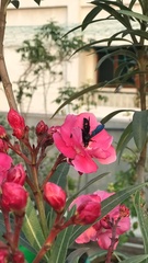 Scolia fasciatopunctata